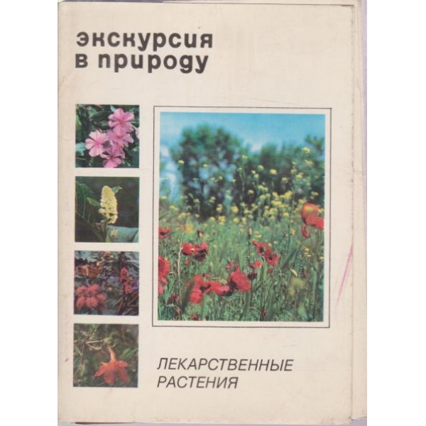 Екскурзия в природу-лекарственнньие растения-24 картички с описание