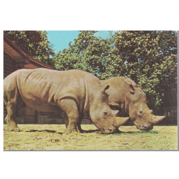 Zoo Leipzig-.Breitmaulnashorner-kartichka