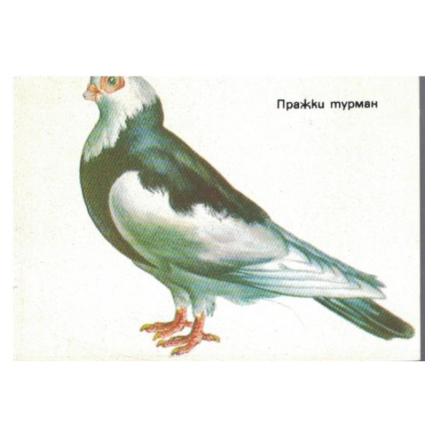 Календар-1986 г.-Пражки турман-2 бр.