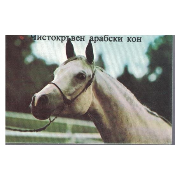 Календар-1986 г.-Чистокръвен арабски кон-2 бр.